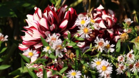 Certains pigments présents dans les pétales des fleurs les protègent des rayons UV. ©L. Hespel